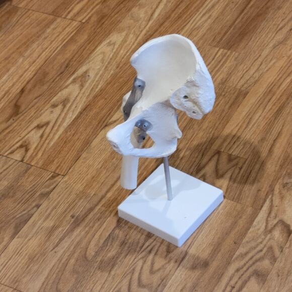 Hip Bone Model Human Hip Joint Model Educational Tool Made in Germany - Picture 1 of 12